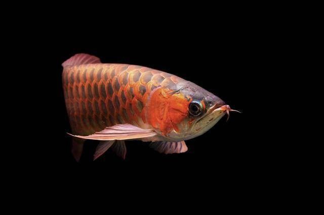 黑色金龍魚價格和圖片大全 黑色金龍魚價格和圖片大全 龍魚百科 第9張