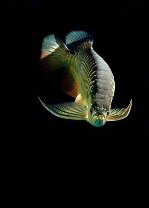 黑色金龍魚價格和圖片大全 黑色金龍魚價格和圖片大全 龍魚百科 第5張