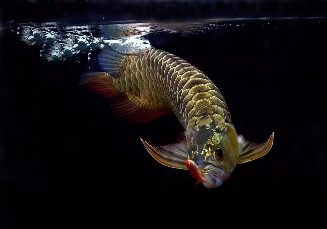 黑色金龍魚價格和圖片大全 黑色金龍魚價格和圖片大全 龍魚百科 第16張