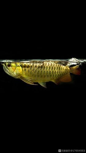 黑色金龍魚價格和圖片大全 黑色金龍魚價格和圖片大全 龍魚百科 第15張