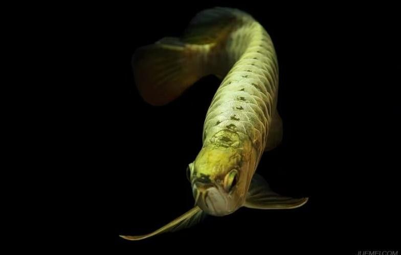 黑色金龍魚價格和圖片大全 黑色金龍魚價格和圖片大全 龍魚百科 第19張