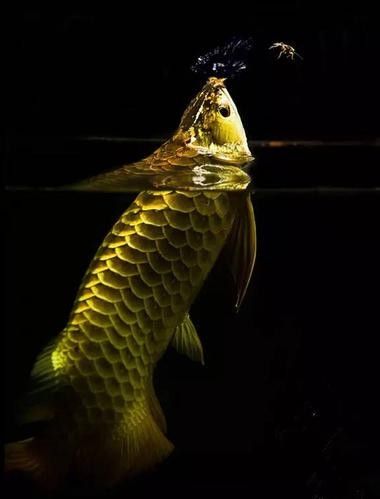 黑色金龍魚價格和圖片大全 黑色金龍魚價格和圖片大全 龍魚百科 第20張
