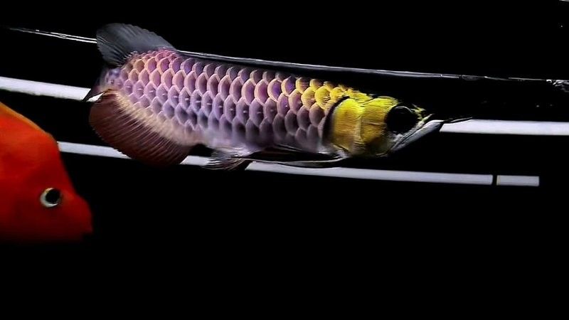 黑色金龍魚價格和圖片大全 黑色金龍魚價格和圖片大全 龍魚百科 第27張