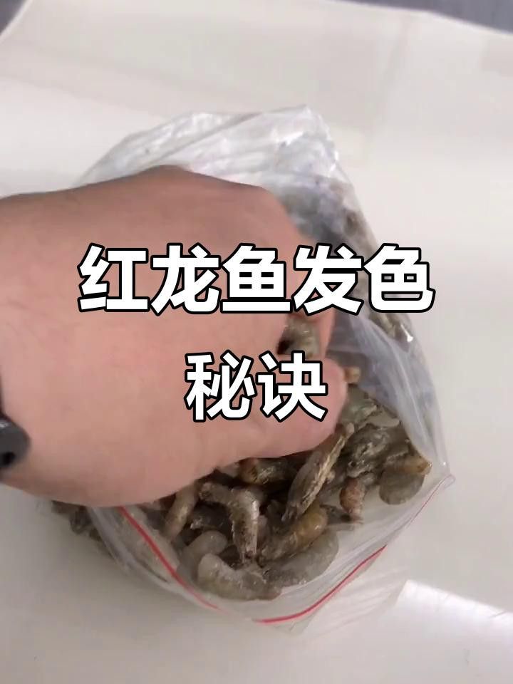 蝦類食物如何處理才能喂龍魚 蝦類食物如何處理才能喂龍魚 龍魚百科 第1張