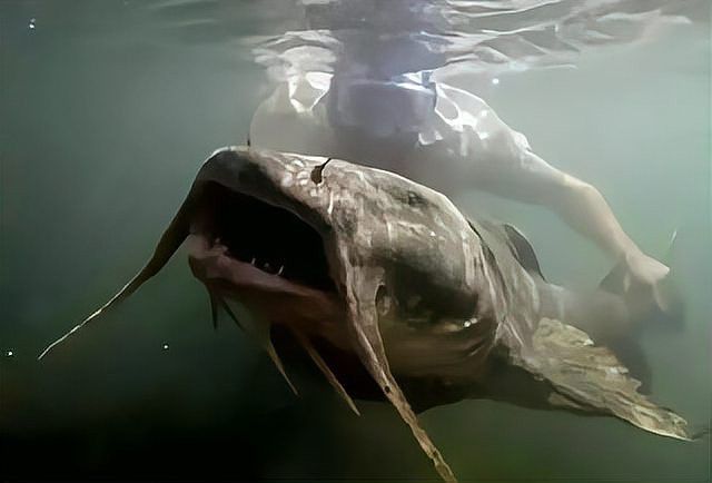 瀾滄江龍魚價格行情