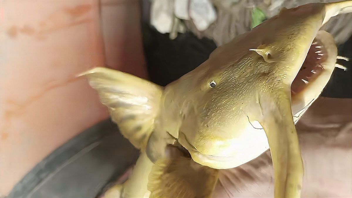 瀾滄江龍魚價格行情