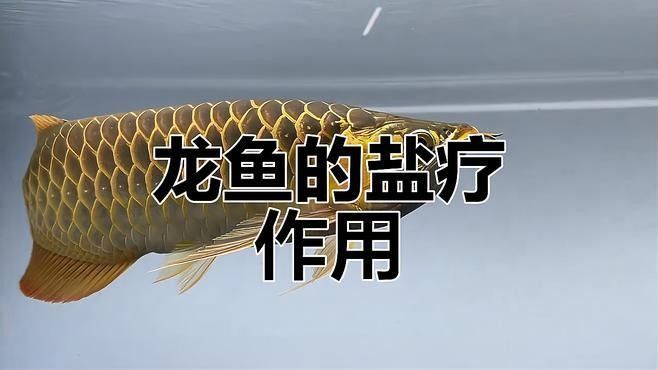 龍魚肚子鼓脹初期如何處理？