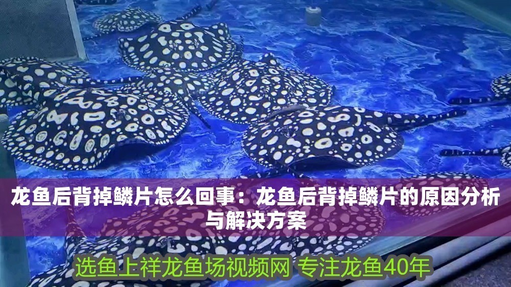 龍魚后背掉鱗片怎么回事：龍魚后背掉鱗片的原因分析與解決方案