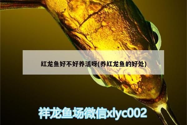 海水魚紅龍魚沒有沙子能養(yǎng)活嗎 海水魚紅龍魚沒有沙子能養(yǎng)活嗎 龍魚百科 第5張