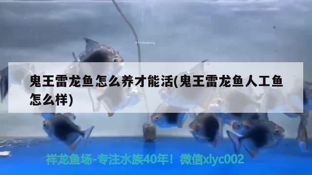 海水魚紅龍魚沒有沙子能養(yǎng)活嗎 海水魚紅龍魚沒有沙子能養(yǎng)活嗎 龍魚百科 第2張