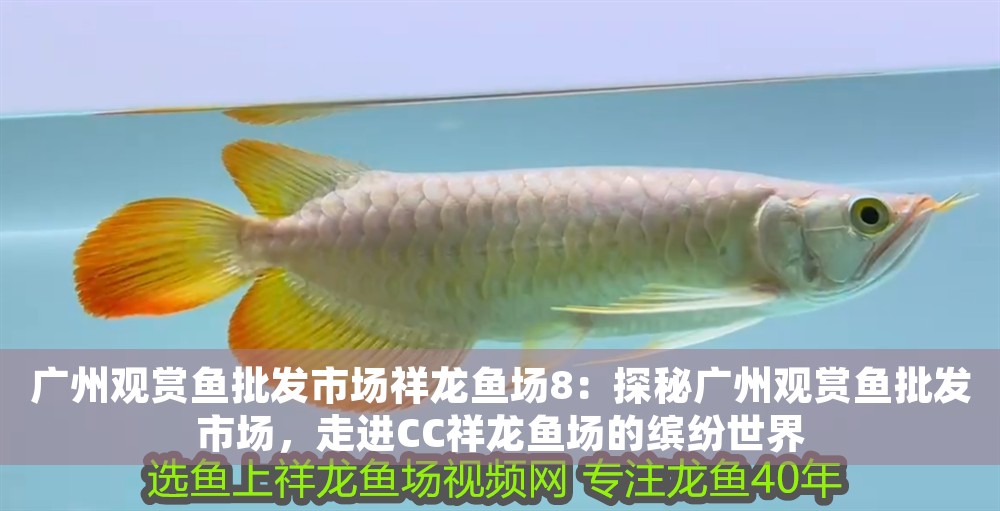 廣州觀賞魚批發市場祥龍魚場8：探秘廣州觀賞魚批發市場，走進CC祥龍魚場的繽紛世界