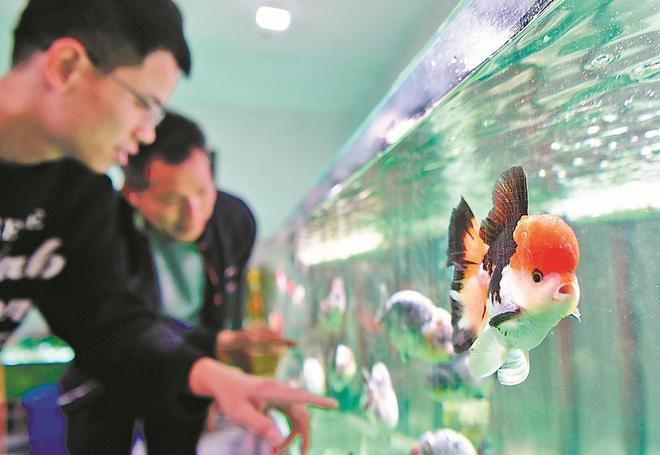 廣州觀賞魚批發市場祥龍魚場8：探秘廣州觀賞魚批發市場，走進CC祥龍魚場的繽紛世界