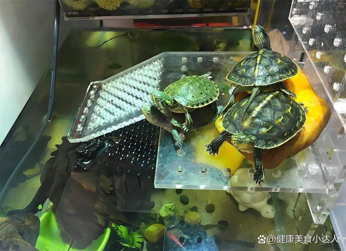 龍龜放魚缸的害處
