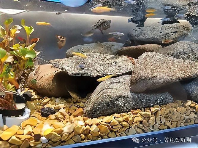 龍龜放魚缸的害處