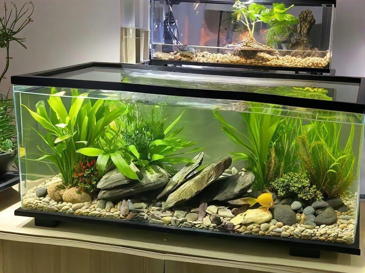 龍龜放魚缸的害處
