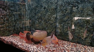龍魚如何辨別公母：如何辨別龍魚的公母
