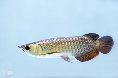 龍魚和龍魚咬怎么辦（如何判斷龍魚是否營養(yǎng)不良，龍魚傷口護(hù)理的正確步驟）