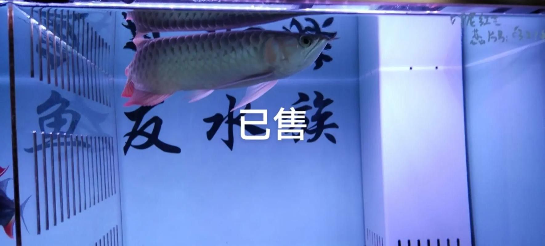 紅龍魚品牌等級分類表最新消息圖片