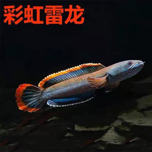 彩虹雷龍魚(yú)價(jià)格表和圖片 彩虹雷龍魚(yú)價(jià)格表和圖片 龍魚(yú)百科 第24張