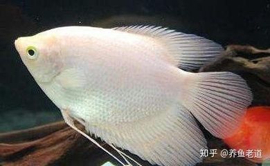 龍魚一天吃多少：關于龍魚一天喂食量的詳細信息