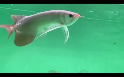大湖魚(yú)紅龍為什么那么貴：為什么紅龍魚(yú)的價(jià)格昂貴？