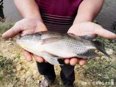 關(guān)刀魚(yú)和虎魚(yú)混養(yǎng)：龍魚(yú)、關(guān)刀魚(yú)、虎魚(yú)可以混養(yǎng)嗎？混養(yǎng)指南與注意事項(xiàng)