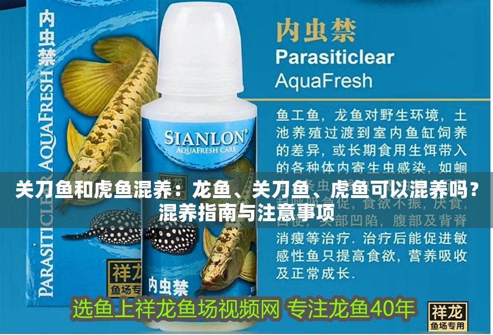 關(guān)刀魚(yú)和虎魚(yú)混養(yǎng)：龍魚(yú)、關(guān)刀魚(yú)、虎魚(yú)可以混養(yǎng)嗎？混養(yǎng)指南與注意事項(xiàng)