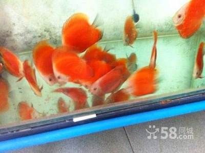 西安觀賞魚批發(fā)市場，西安水族市場特色品種 西安觀賞魚批發(fā)市場，西安水族市場特色品種 龍魚百科 第5張