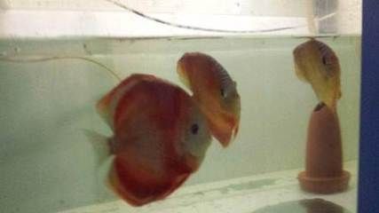 西安觀賞魚批發(fā)市場，西安水族市場特色品種 西安觀賞魚批發(fā)市場，西安水族市場特色品種 龍魚百科 第1張