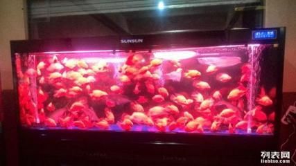 西安觀賞魚批發(fā)市場，西安水族市場特色品種 西安觀賞魚批發(fā)市場，西安水族市場特色品種 龍魚百科 第2張