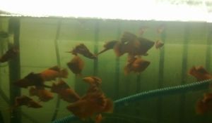 西安觀賞魚批發(fā)市場，西安水族市場特色品種 西安觀賞魚批發(fā)市場，西安水族市場特色品種 龍魚百科 第4張
