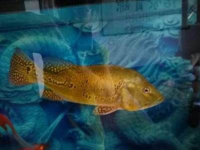 西安觀賞魚批發(fā)市場，西安水族市場特色品種 西安觀賞魚批發(fā)市場，西安水族市場特色品種 龍魚百科 第3張