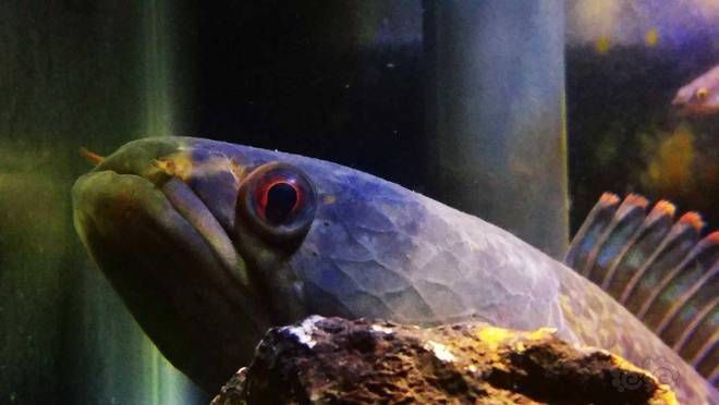 養雷龍魚用什么過濾器最好：養雷龍魚用什么過濾器好