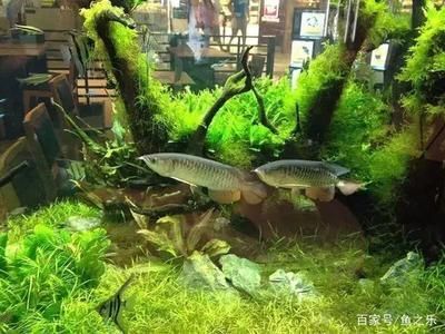 家里養什么龍魚招財最好風水（養龍魚有什么講究，家里招財適合養什么風水魚？）