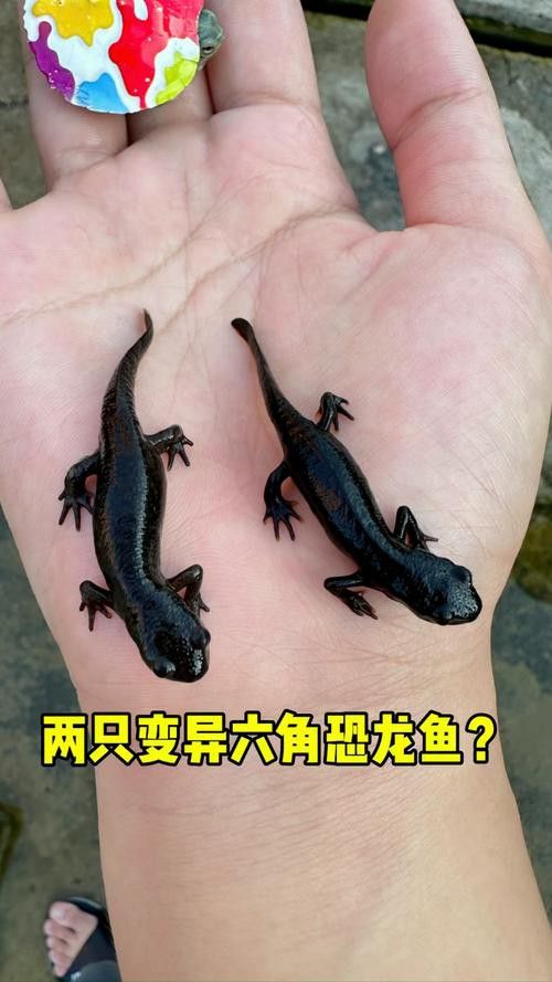 成年六角龍魚圖片 成年六角龍魚圖片 龍魚百科 第8張