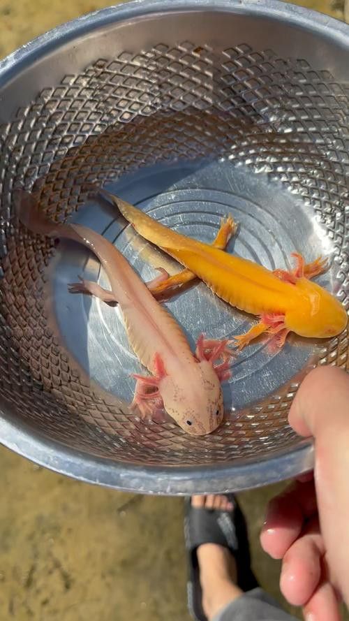 成年六角龍魚圖片 成年六角龍魚圖片 龍魚百科 第9張