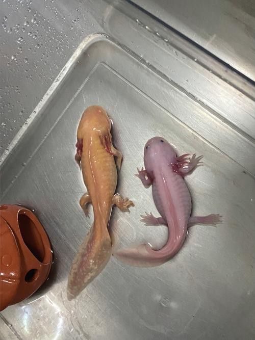成年六角龍魚圖片 成年六角龍魚圖片 龍魚百科 第12張