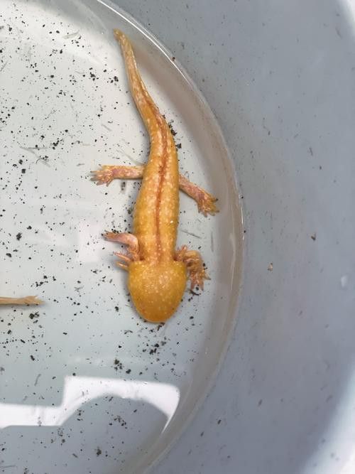 成年六角龍魚圖片 成年六角龍魚圖片 龍魚百科 第16張