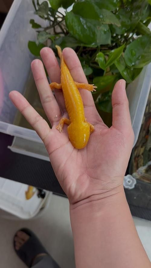 成年六角龍魚圖片 成年六角龍魚圖片 龍魚百科 第21張