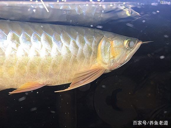 龍魚燒尾會(huì)自愈嗎？