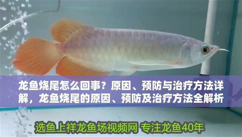 龍魚燒尾會(huì)自愈嗎？