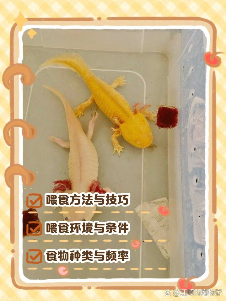 如何訓練六角恐龍從鑷子取食？