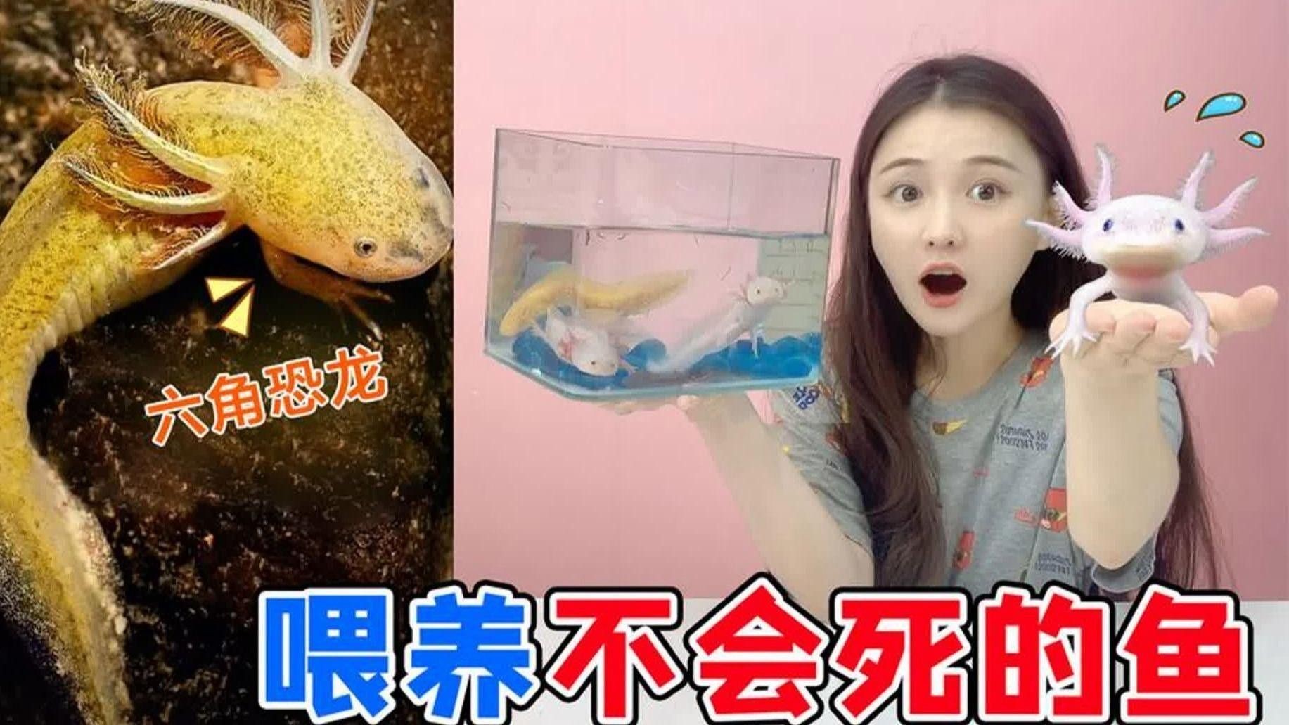 如何訓練六角恐龍從鑷子取食？