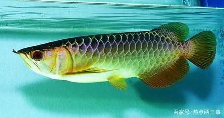 一條龍魚多少錢一條：一條龍魚多少錢一條龍魚多少錢一條龍魚多少錢 一條龍魚多少錢一條：一條龍魚多少錢一條龍魚多少錢一條龍魚多少錢 龍魚百科 第1張
