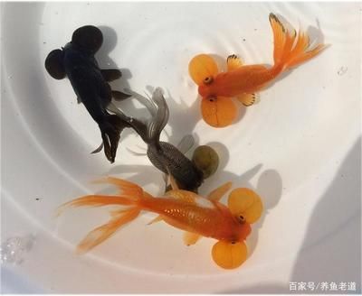 龍魚咬自己尾巴的解決辦法視頻：龍魚咬自己尾巴怎么辦 龍魚咬自己尾巴的解決辦法視頻：龍魚咬自己尾巴怎么辦 龍魚百科 第5張