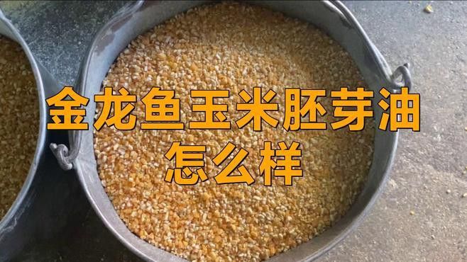金龍魚最好的玉米油