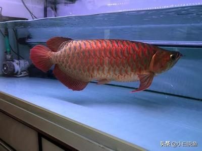 紅龍魚幾年長到60公分（紅龍魚一年長多少厘米能活多久紅龍魚壽命多長時間）