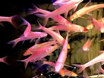 白化招財(cái)龍魚