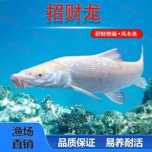 白化招財(cái)龍魚