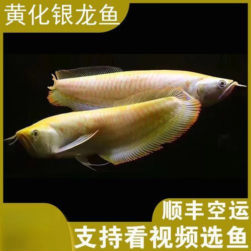 白化招財(cái)龍魚